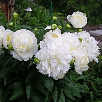 Paeonia'Duchesse de Nemours'